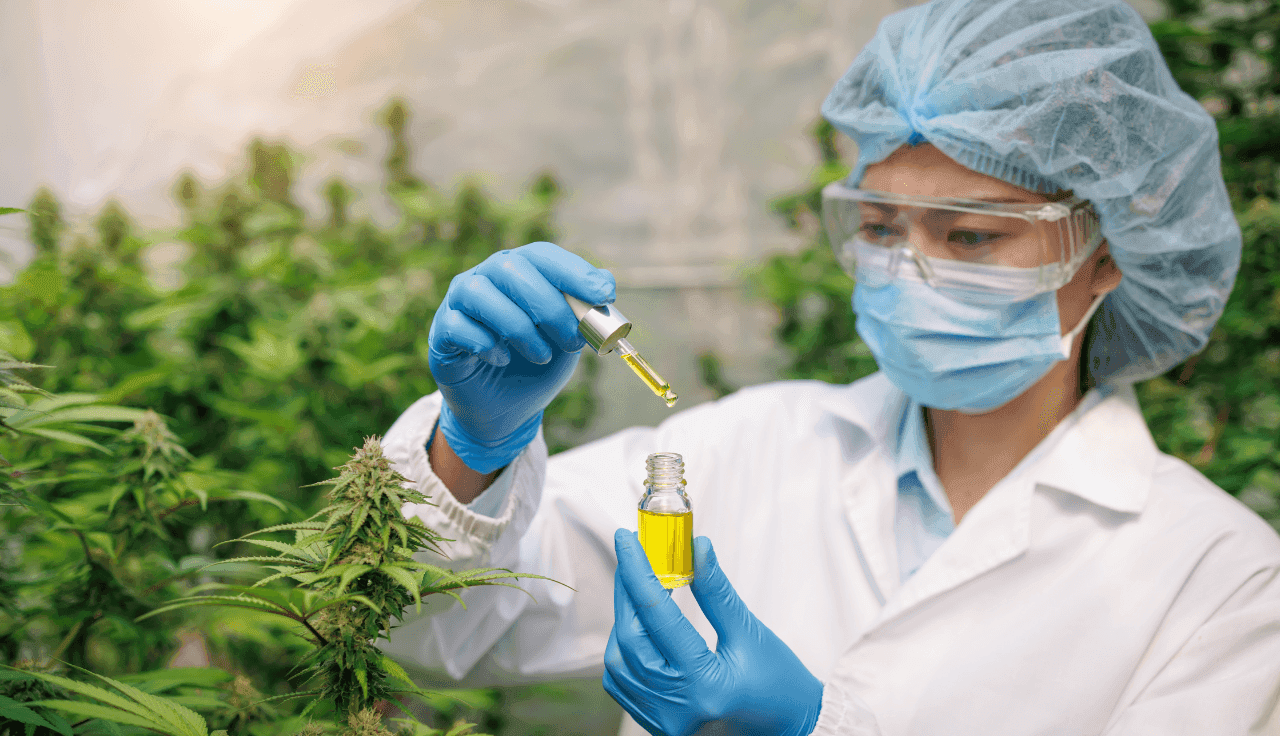 Wissenschaftlerin, die CBD-Öl aus Hanfpflanzen extrahiert